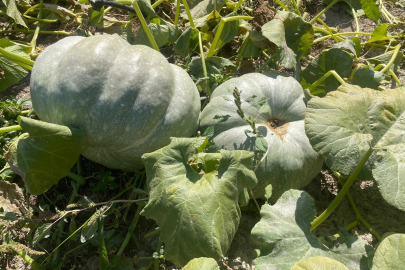 40 kilograma ulaşan kabaklarını taşımakta zorlandı