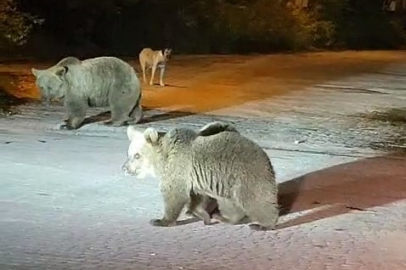 Uludağ'da dağcılara ayı sürprizi