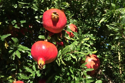 9 ülkeye ihraç edilen narın hasadı başladı