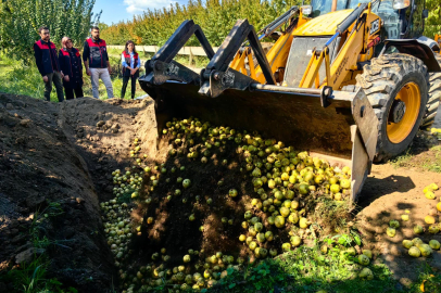 Bursa'da 40 ton armut imha edildi