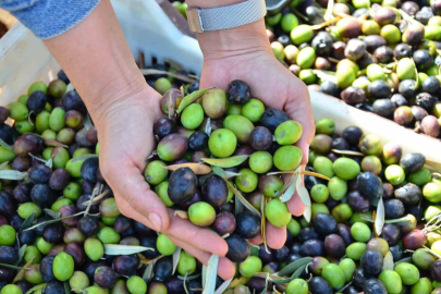 Zeytinin kilogram maliyeti açıklandı