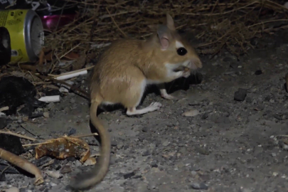 Nesli tükenme tehlikesinde olan Arap tavşanı görüntülendi