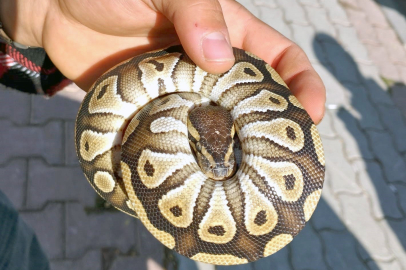 Asayiş kontrolü sırasında cebinden çıkan piton yılanına el konuldu