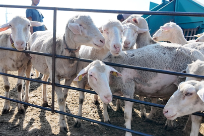 İnegöl Belediyesi ile ilçeler arası “Tarım ve hayvancılıkta güç birliği”