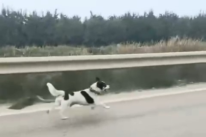 Bursa'da yağmura aldırış etmeden koşan köpek yürekleri burktu