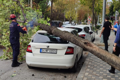 Osmangazi’de çürümüş ağaç park halindeki otomobilin üzerine devrildi