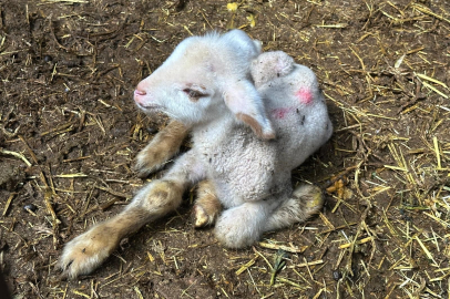 Şap hastalığıyla mücadele eden kuzu yürekleri burktu