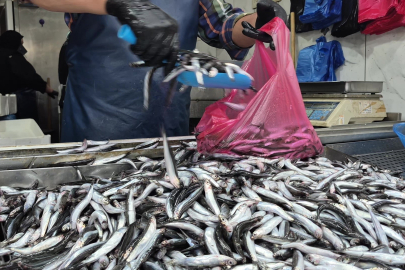 Yaz sıcakları palamudu vurdu, yerini hamsi aldı