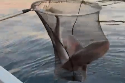 Gemlik Körfezi'nde balıkçıların oltasına köpek balığı takıldı