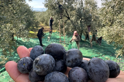 Katırlı zeytinini yağışlar kurtardı! Rekolte az ama kalite yüksek oldu