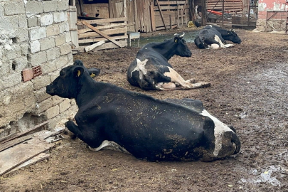 Şap salgını: 8 buzağı telef oldu