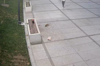 Çekirdek keyfinin cezası ağır oldu!