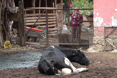 Aşıya rağmen şap vakaları arttı! Yeni varyant ihtimali çoğaldı