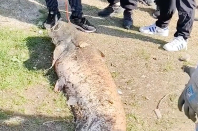 Oltaya takılan 50 kiloluk dev balık şaşırttı