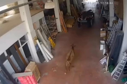 Depoya giren inek çalışanlara saldırdı: Vatandaşlar güçlükle kurtuldu