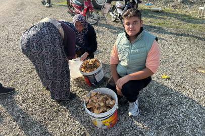 Okul harçlığını 'kanlıca' mantarı satarak çıkarıyor!