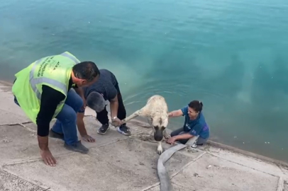 Bursalı kahraman aile Fırat'a düşen kangalı böyle kurtardı