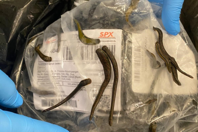 İstanbul Havalimanı’nda 5 bin adet tıbbi sülük ele geçirildi