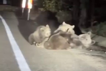 Anne ayı yavrularını emzirirken görüntülendi