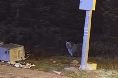 Kış uykusuna yatmayan ayılar, çöp konteynerlerini talan etti!