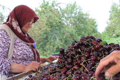 Türkiye dondurulmuş kirazda da dünya lideri