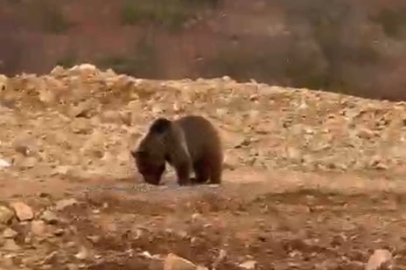 Yol kenarındaki ayıya 'hamsi' ziyafeti verdiler