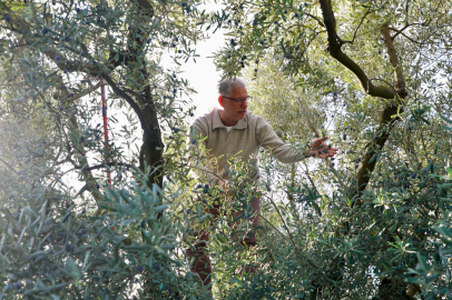 Mudanya’da Zeytin hasadı sezonu başladı