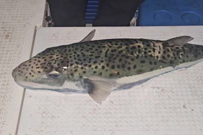 İstilacı balık Gemlik Körfezi'nden çıktı!