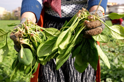 İlaçsız Ispanaklar Kent Lokantalarına ulaştı