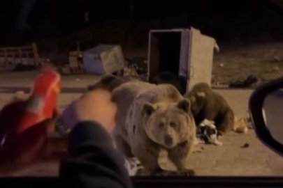 Bursa'da ayıları beslemek isterken saldırıya uğradı!