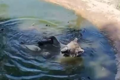 Kış uykusundan önce son banyo keyfi gülümsetti