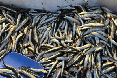 Palamut Gürcistan'a kaçınca tezgahlar hamsiyle doldu