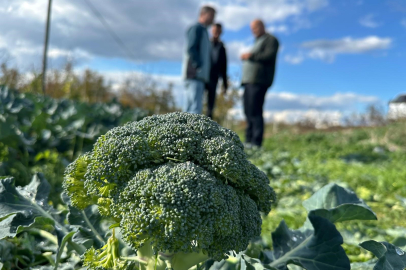 Tarladan 10 liraya çıkıyor pazarda 70 liraya satılıyor