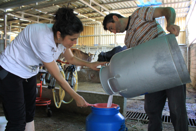 TÜSEDAD'dan 'Şap' uyarısı: Kırsalda süt fiyatı 14 liraya geriledi, üreticinin ayakta kalması için acil güncelleme şart