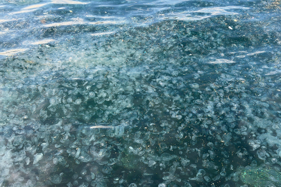 Binlercesi kıyıya vurdu, endişelendiren görüntü!