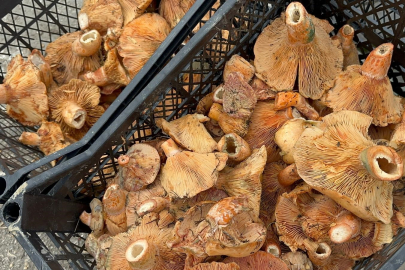 Bursa'da Melki mantarı bereketi! Fiyatı düştü, faydaları saymakla bitmiyor