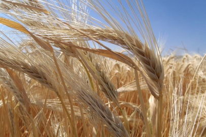 Kuraklık etkisiyle arpa ekimi arttı