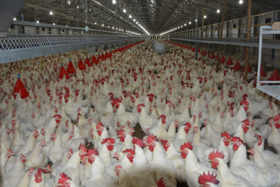 Tavuk üretimi 2025’te 2,7 milyon tona çıkacak: ‘En ucuz protein hâlâ beyaz et’’