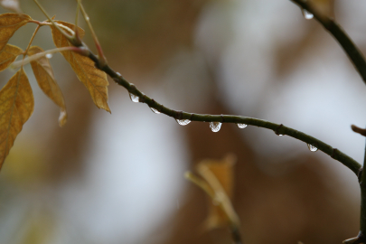 Bursa'da bereket yağdı: Karacabey'de yağış rekoru, metrekareye 95 kilo yağmur!
