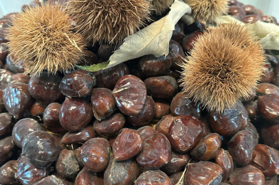 Bursa Kestanesinin geleceği için kritik buluşma: Hastalıklarla mücadele ve üretim yöntemleri tartışıldı