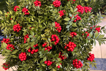 Yeni yılın vazgeçilmezi Kokina'nın sırrı: Bu bitki bir yıl solmazsa ev sahibi yapıyor!