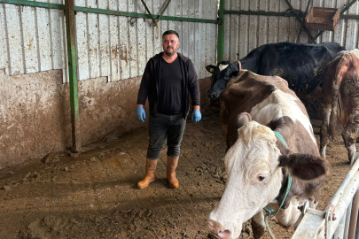 Bursa'da üreticinin kabusu: Şap hastalığı yüzünden son hayvanını 150 Bin TL zararla kesime yolladı