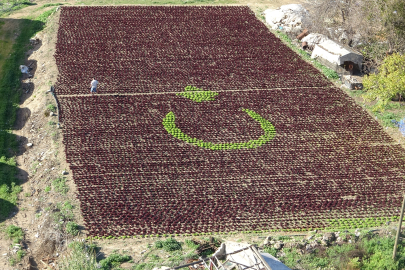 Vatan ve bayrak sevgilerini marullarla toprağa yansıttılar