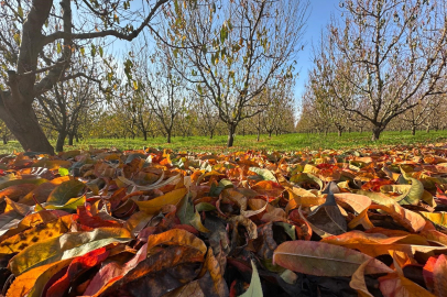 Don ve kuraklık vurdu: Meyve üretiminde sert düşüş bekleniyor, ağaçlar dinlenmeye çekildi