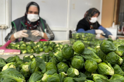 İznik’te Brüksel Lahanası üreticisi kan ağlıyor: "50 liranın altı çiftçiye zarar!"