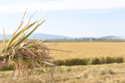 Pirinç ithalatında 13 katlık şok artış! Ediz Ün: "Üreticiye ithalat sopası vuruluyor"