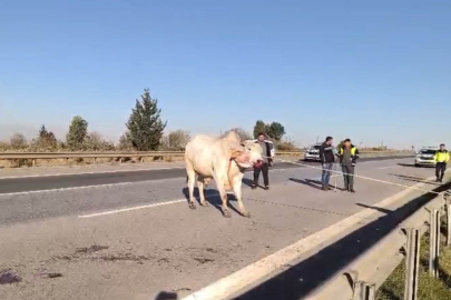 Firari anguslar iğneyle durduruldu