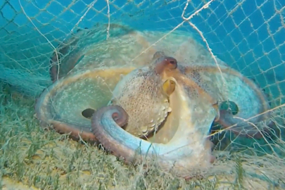 Hayalet ağ operasyonu: 1,2 milyon su canlısı kurtarıldı