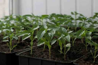 Bursa'da çiftçiye çilek fidesi desteği başlıyor