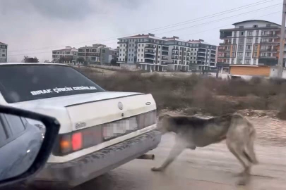Başkan Alper Taban talimatı verdi: O köpek güvenli ellere teslim ediliyor